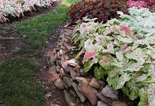 Lãng Mạn Đường Dạo Trong Vườn 